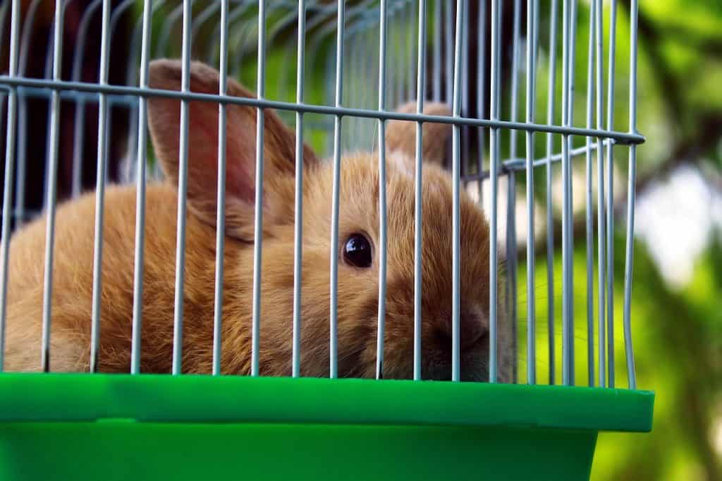 A rabbit locked in a small cage.