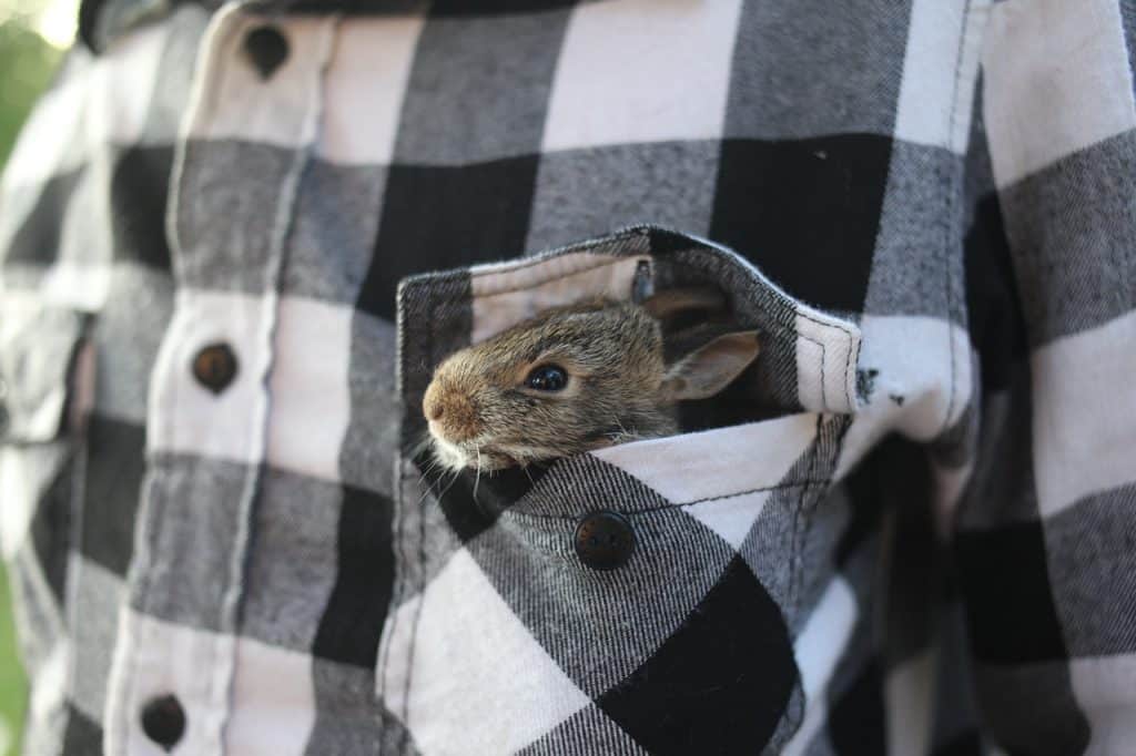 A baby rabbit hiding in its owners pocket