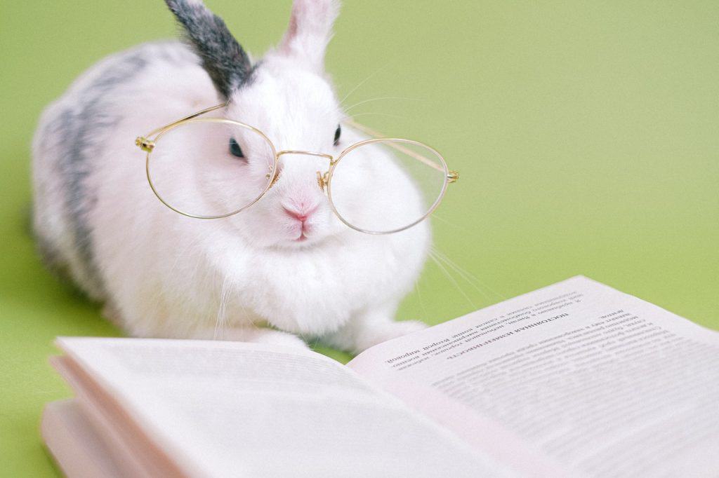 A white rabbit reading a book. Are rabbits intelligent