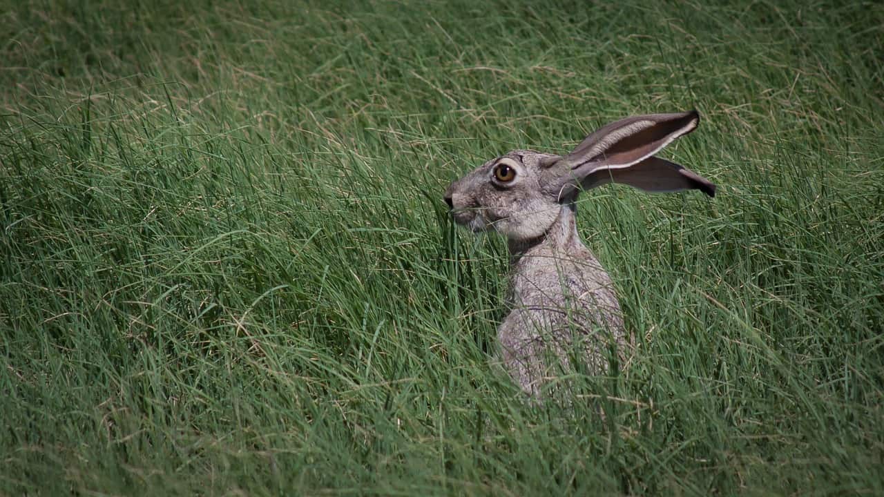 A wild rabbit checking its suroundings for predators