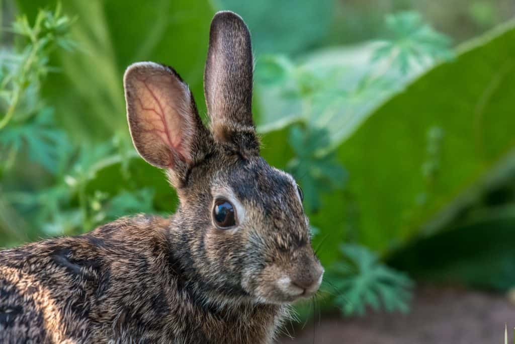 A wild rabbit turning its head towards the camera