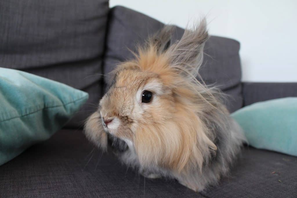 Angora rabbit breed that has a lot of fur