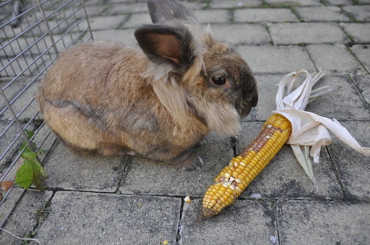 A brown rabbit that's eating a corn in it's cub. Can rabbits eat corn