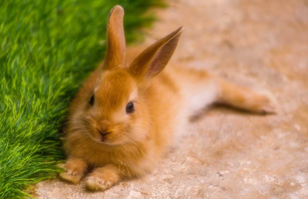 A brown rabbit that's lying on the floor fully relaxed and happy