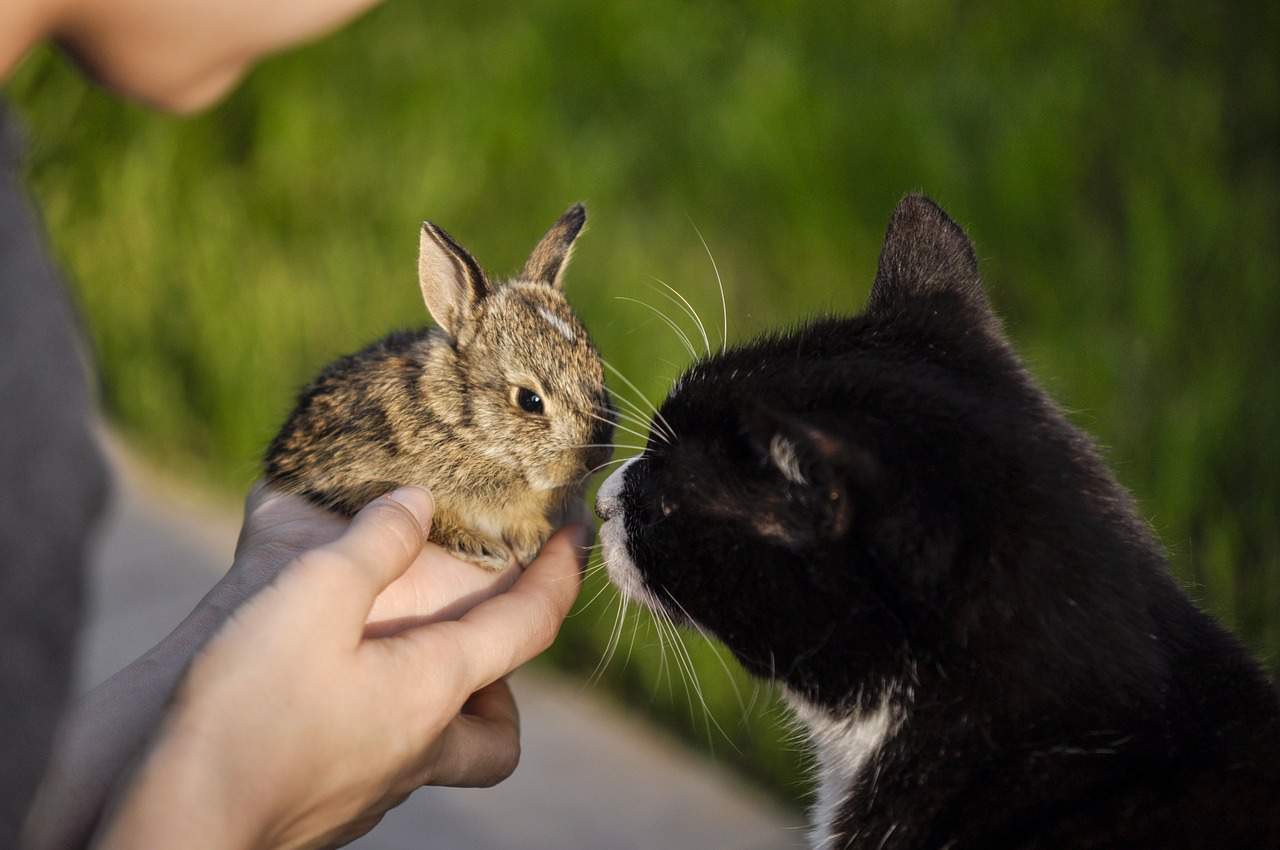 A cat smelling a baby wild rabbit. Do cats attack rabbits