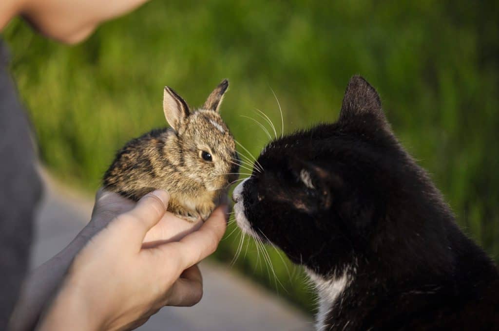 A cat smelling and wild baby rabbit while its owner is handdling it.