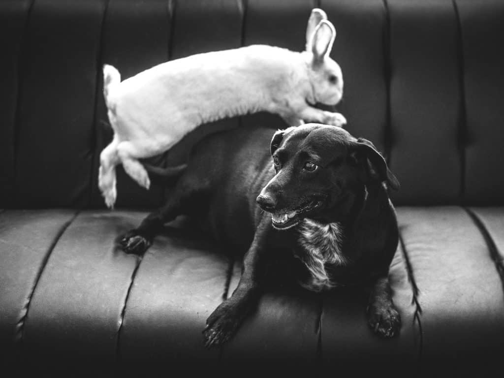 A rabbit and a dog socializing with each other