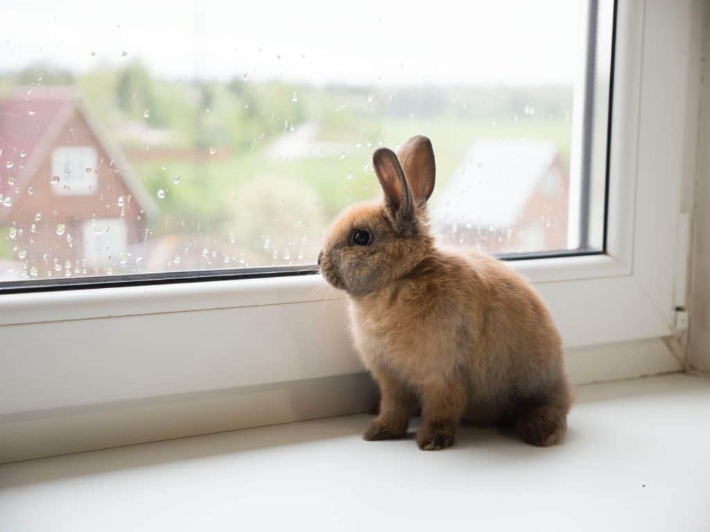 A rabbit looking at a window looking depressed