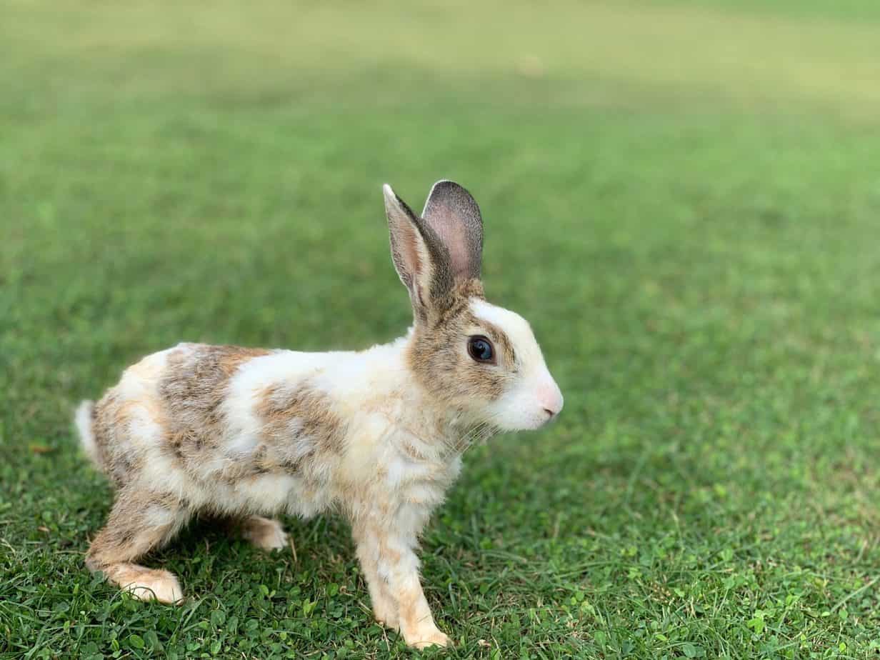 A rabbit thats curious about something. do rabbits feel emotions