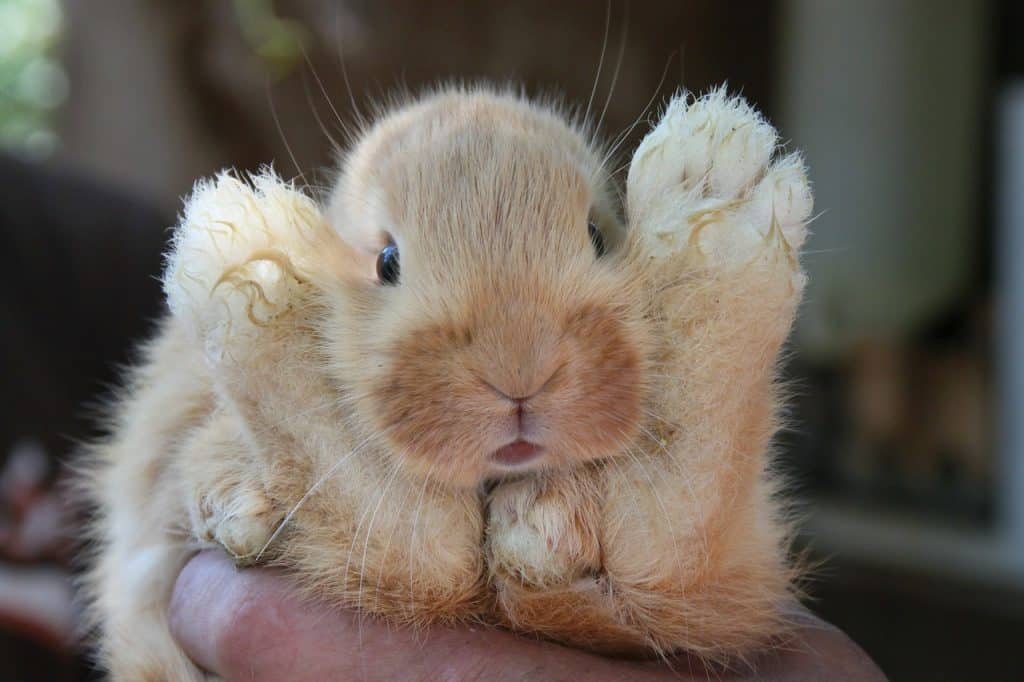 A young brown rabbit 