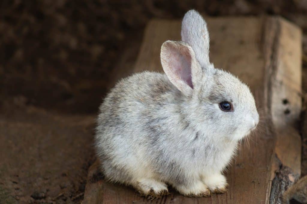 A young rabbit that's less than 7 months old