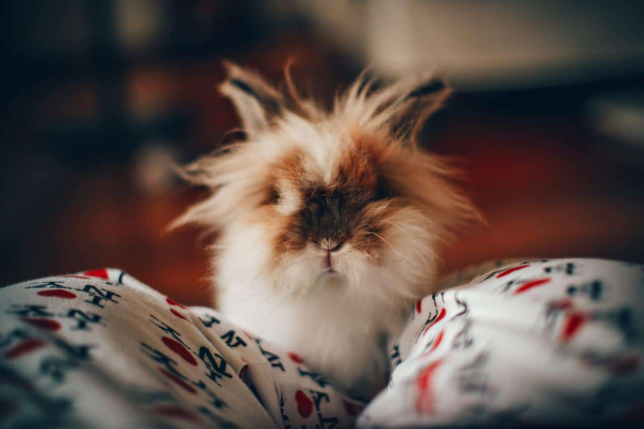 Angry lionhead rabbit