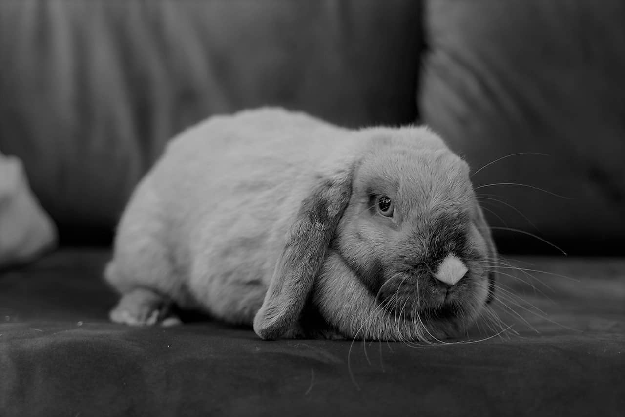 Rabbit sleeping in the dark. Are rabbits scared of the dark