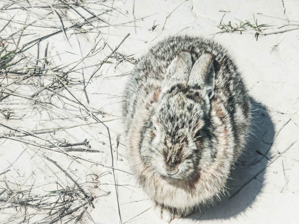 Wild rabbit eating twigs in the winter