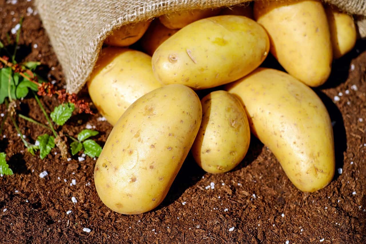 A bag of potato on the ground. Can rabbits eat potatoes