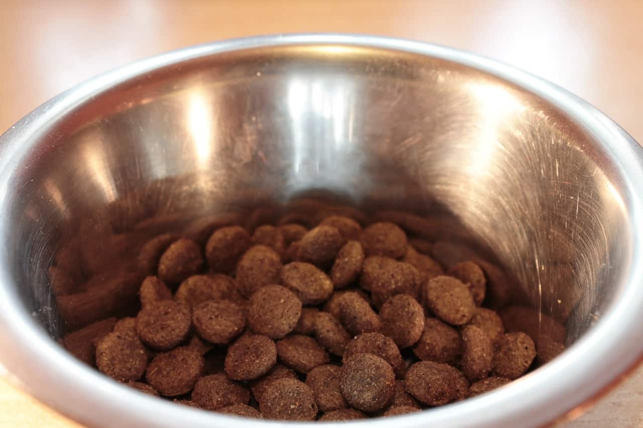 A bowl of dog food. Can rabbits eat dog food