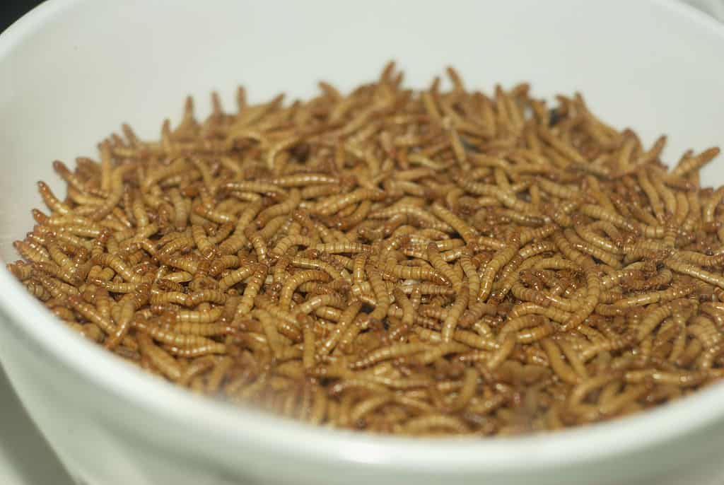 A bowl of mealworm. Can rabbits eat mealworms