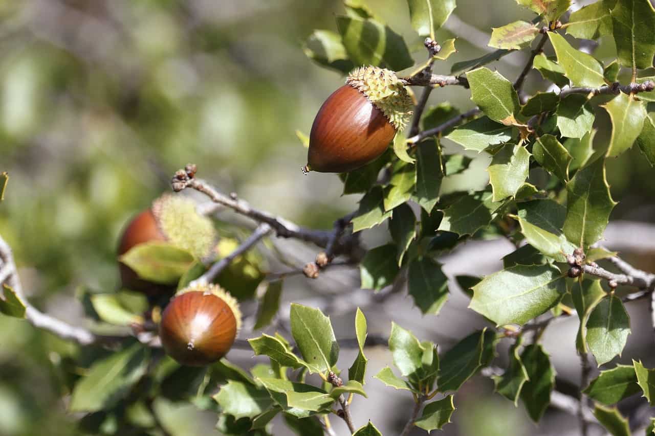 A bunch of acorn hanging on their branches. Can rabbits eat acorns