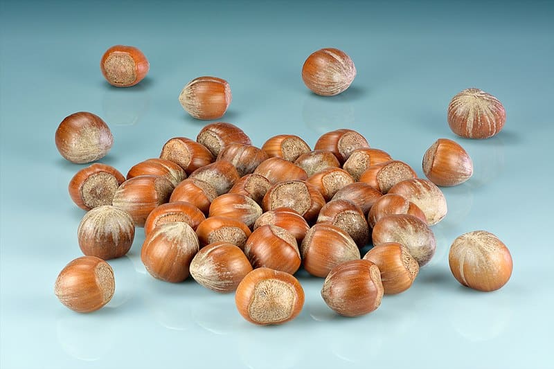 A bunch of hazelnuts. Can rabbits eat hazelnuts