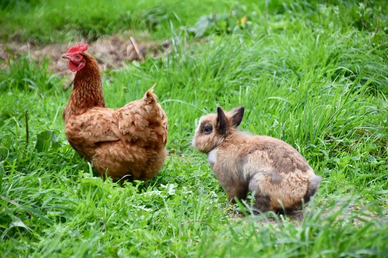 A chicken and a rabbit. Can rabbits eat chicken feed