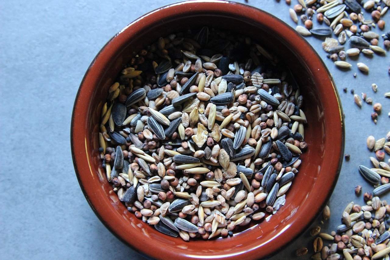 A picture of a bowl of bird seed. Can rabbits eat bird food