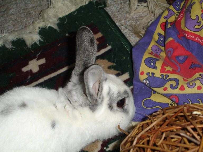 how-to-stop-a-rabbit-from-chewing-its-cage-bunny-horde