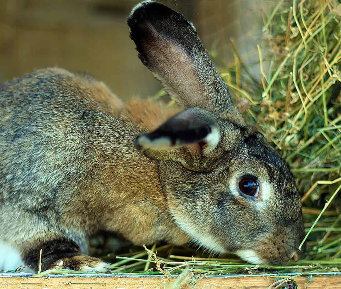 A rabbit exhibiting signs of fast heart rate. How fast does a rabbit's hear beat