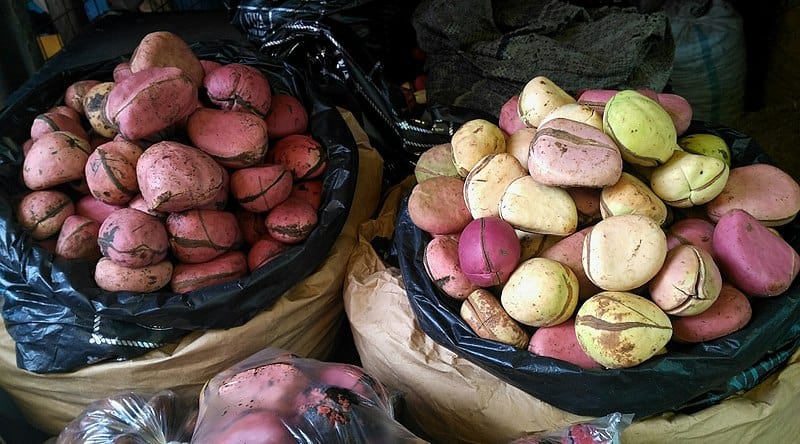 A sack of kola nuts. Can rabbits eat kola nuts