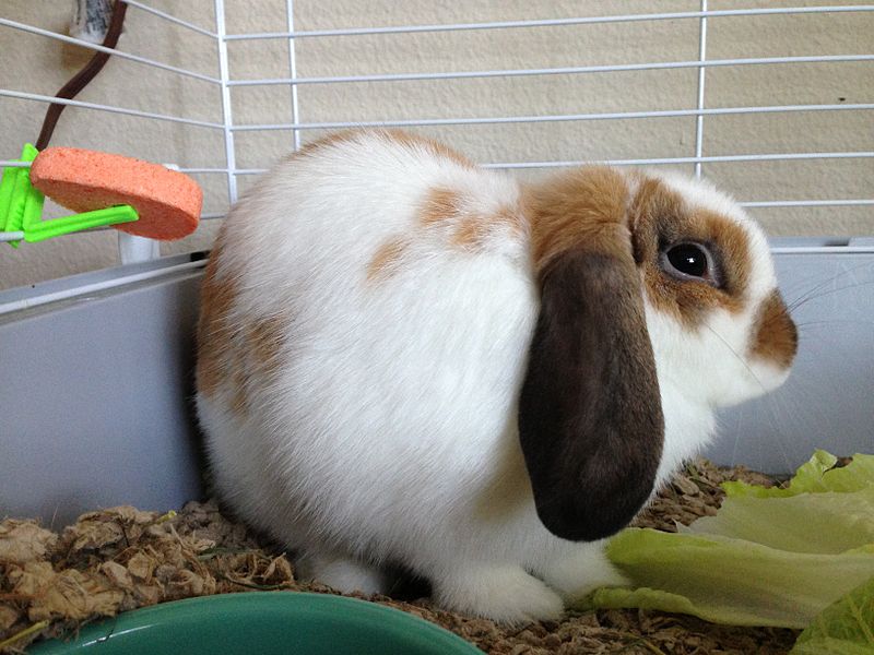 A sick rabbit that's not pooping. what to do if your rabbit is not pooping