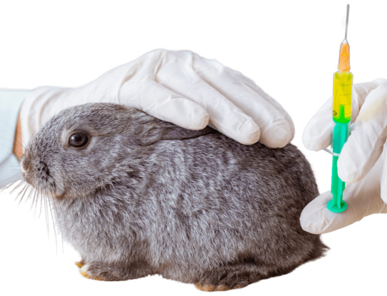 Drug Dosage Calculator For Rabbits Bunny Horde