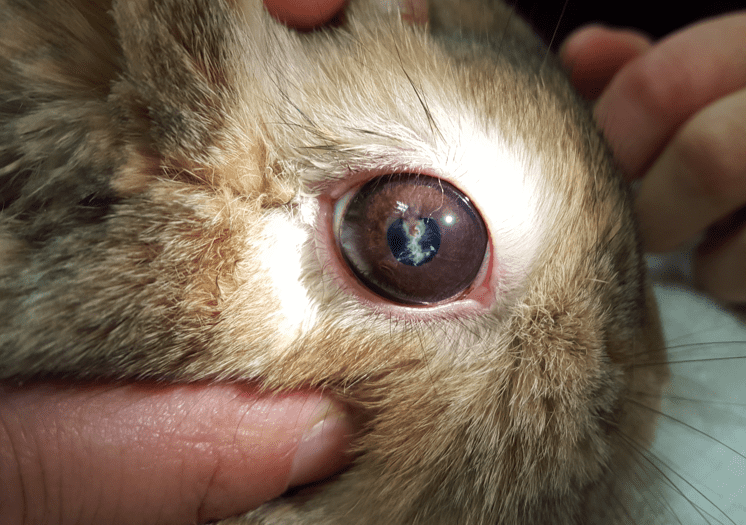 Rabbit with an eye infection caused by Encephalitozoon cuniculi Why Is My Rabbit Drinking A Lot Of Water?