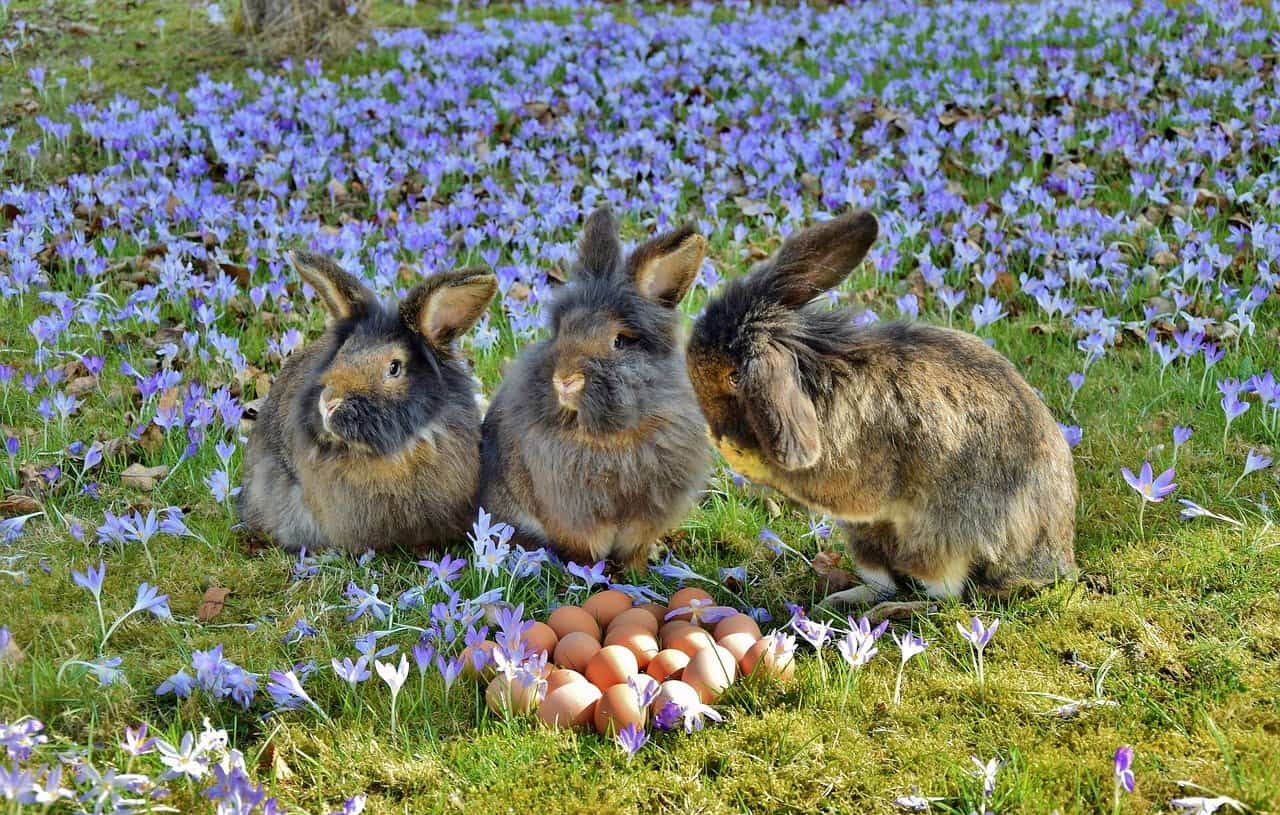 Three rabbits looking at a bunch of eggs on the ground. Can rabbits eat eggs