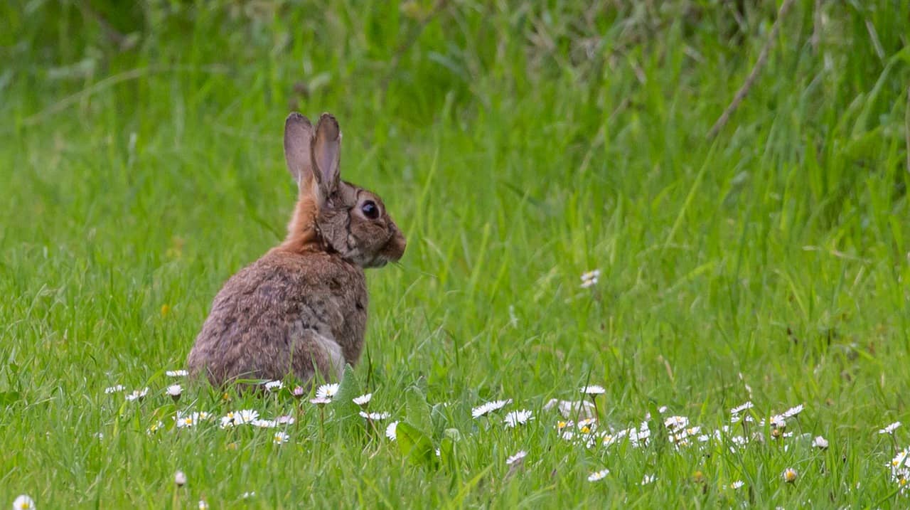 Wild rabbit standing in grass. Why are rabbits important to the ecosystem