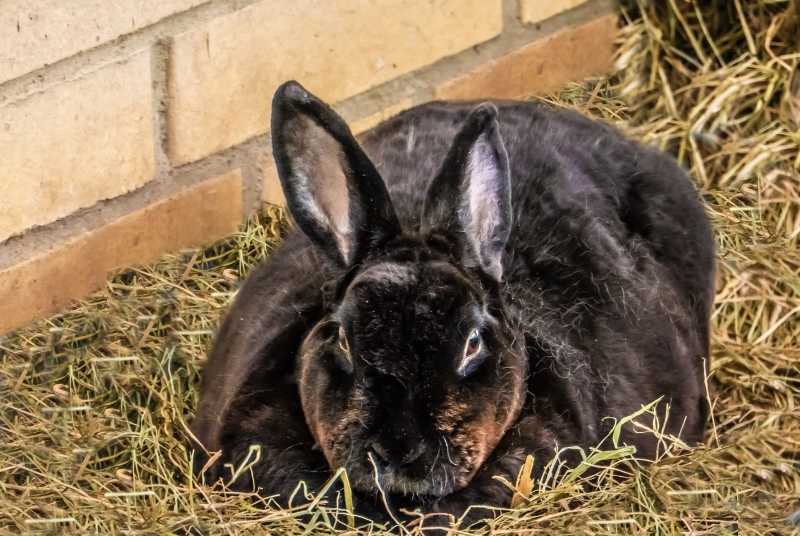 A black obese rabbit due to lack of exercise. Can rabbits die due to lack of exercise