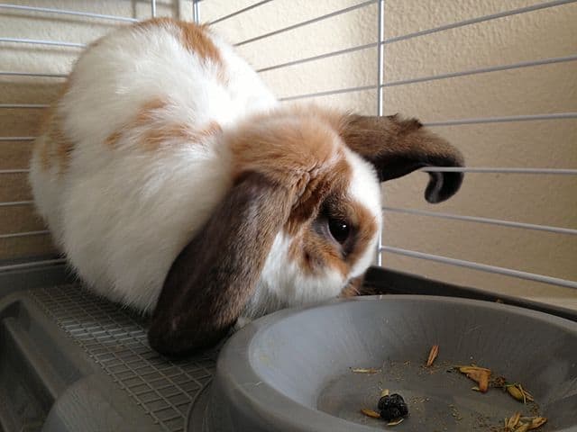 A caged holland lop rabbit without access to clean drinkable water. can rabbits die without water
