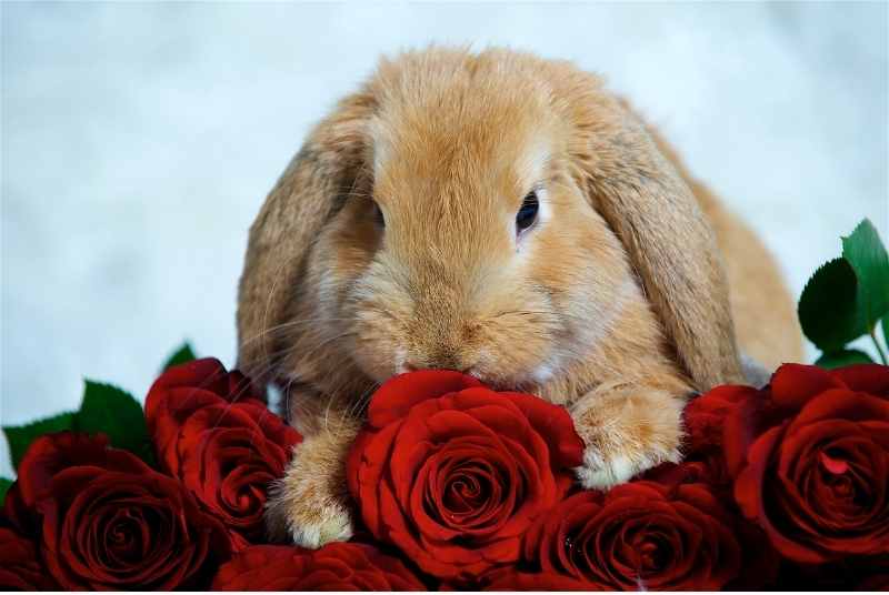 A holland lop rabbit eating roses. Can rabbits eat roses