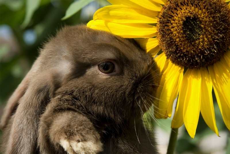 A holland lop rabbit eating sunflower. Can rabbits eat sunflower