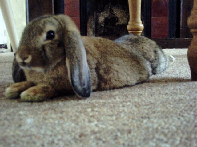 A lethargic rabbit due to dehydration