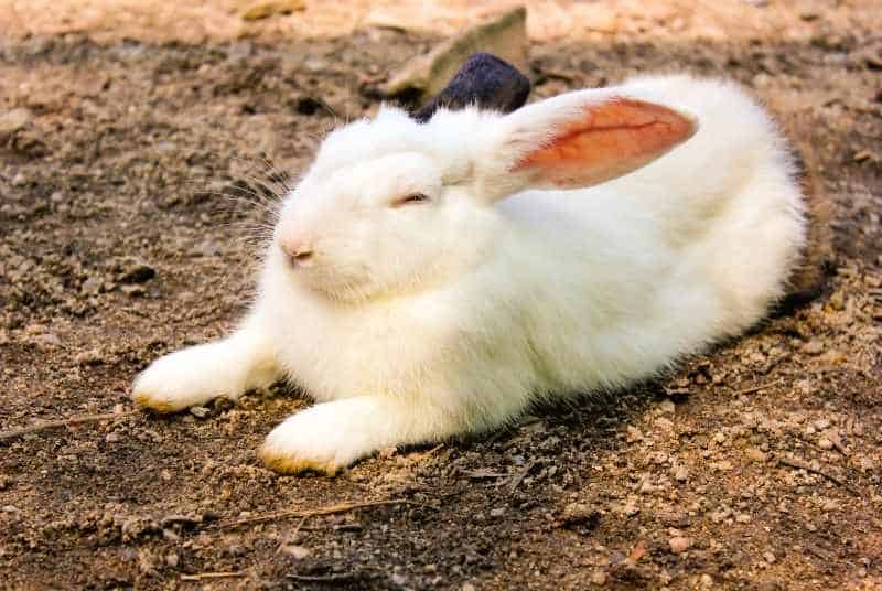 A lethargic rabbit with its eyes closed.
