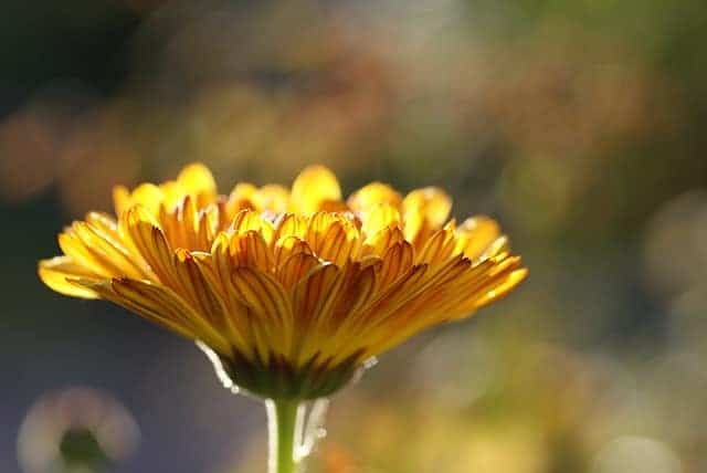 A-marigold-flower