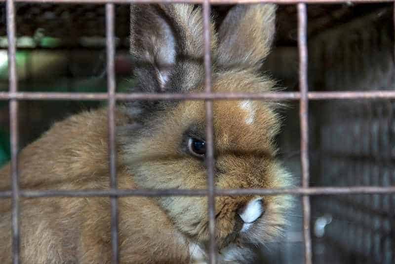 A neglected rabbit that is all alone on its cage