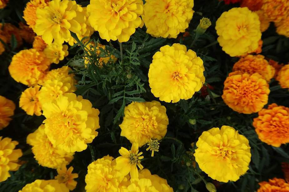 A photo of marigolds plant. Can rabbits eat marigolds