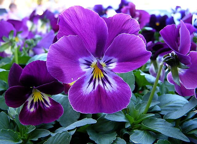 A purple pansy flower plant. Can rabbits eat pansies
