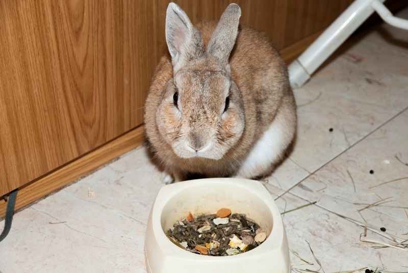Can Rabbits Die Without Hay? 2 A rabbit only eating pellets