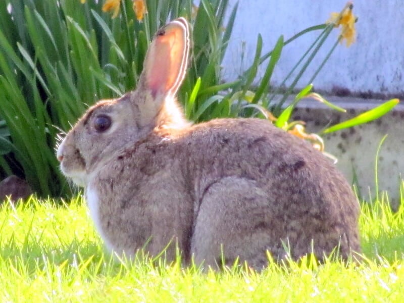 A rabbit sitting on direct sunlight, which can lead to dehydration if it doesnt have access to water