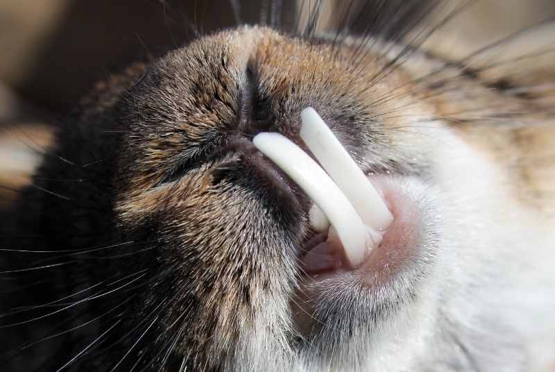 A rabbit with an overgrown bottom teeth