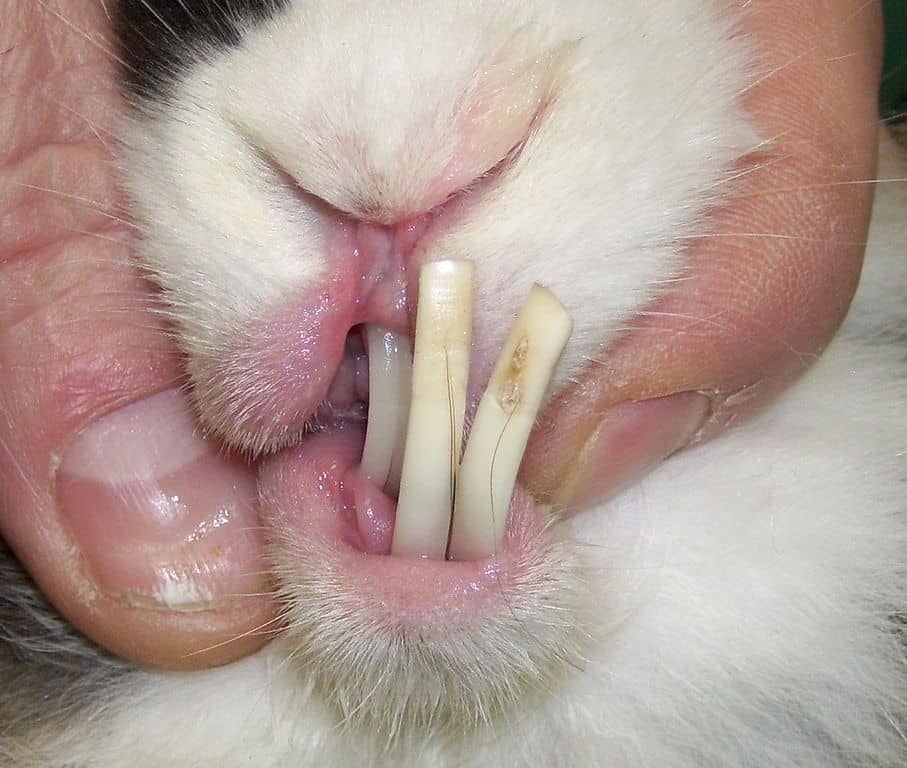 A rabbit with an overgrown teeth. Can rabbits die from overgrown teeth