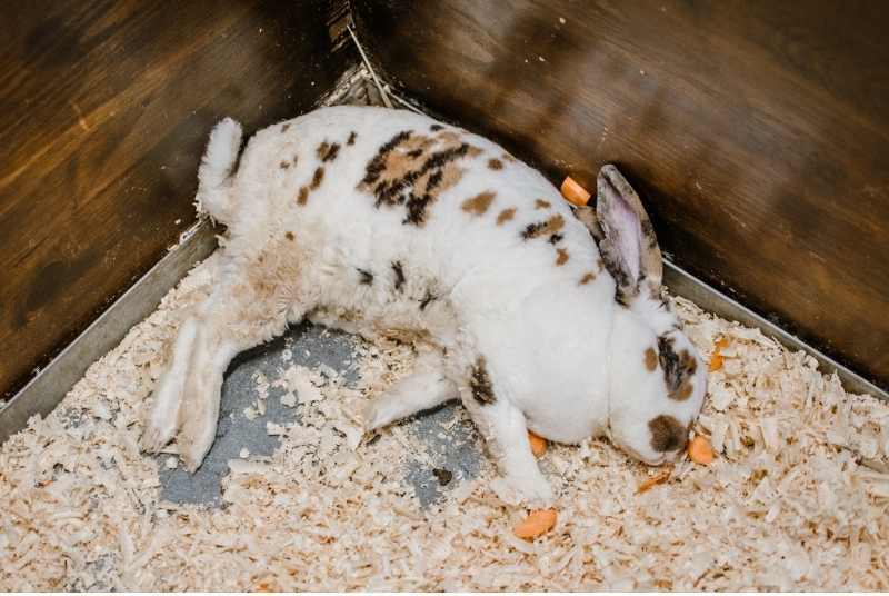 A sick rabbit lying on its side.