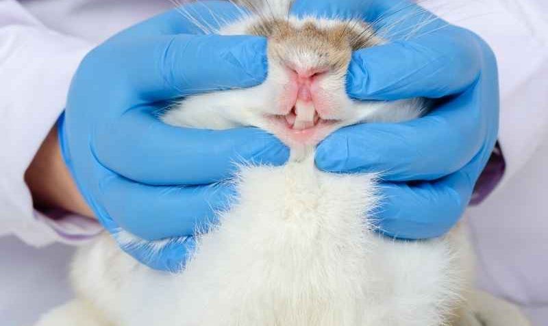 A veterinarian checking a rabbits teeth if its the right lenght e1656242632637 Home