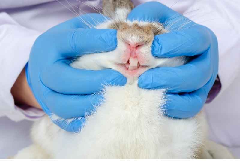 A veterinarian checking a rabbit's teeth if its the right lenght